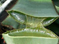 Aloe vera, bima me veti çudiberese