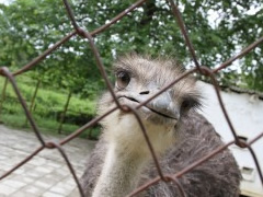 Burgu Zoologjik i Tiranes 