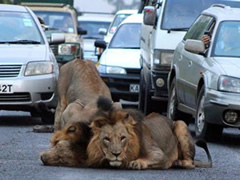 Nderkohe ne Kenia… luanet bllokojne rrugen